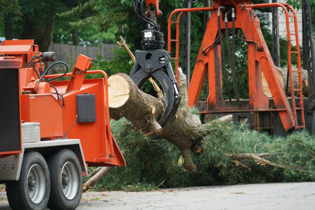 Best Large Tree Removal  in USA